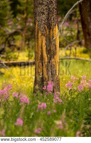 Fireweed Grows At The Base Of A Rubbing Tree In Summer In Yellowstone National Park