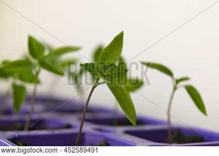 Bell Pepper Seedlings On A Grey Background. Young Pepper Sprouts In Pots. The Concept Of Organic Foo