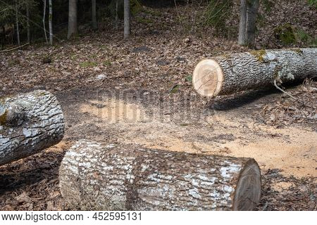 Felled Trees In A Stack, Logs From Felled Tree Trunks.