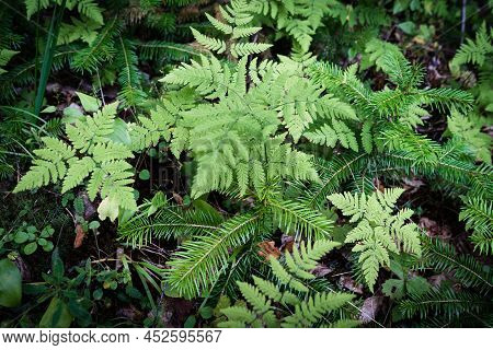 Fern Leaves Banner. Landscape. Fern Plants In Forest. Fresh Green Tropical Foliage. Organic Nature B