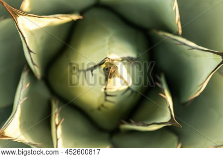 Looking Down At The Center Of An Agave Havardiana Plant In Guadalupe Mountains National Park