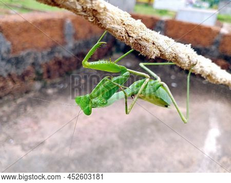 Praying Mantis Resting On A Roap Up Side Down. Selective Focus. Blur Background.