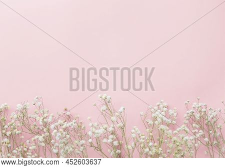 Gypsophila Flowers On Pink Pastel Background, Minimalism, Spring Flower Blosssom Concept, Flat Lay, 