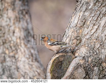Common Chaffinch, Fringilla Coelebs, Sits On A Tree. Common Chaffinch In Wildlife.