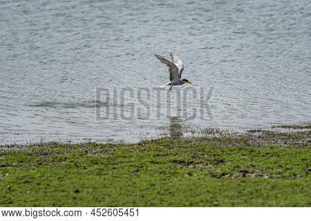 River Tern Or Sterna Aurantia Bird Flying Or Hovering Over River Water With Full Wingspan For Fishin