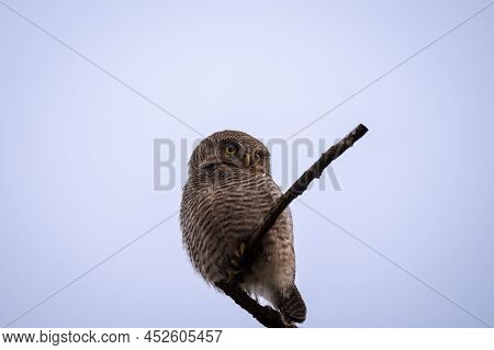 Jungle Owlet Or Barred Jungle Owlet Or Glaucidium Radiatum Perched In Dhikala Zone Of Jim Corbett Na
