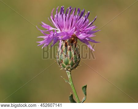 Purple Flower Head Of Centaurea Stereophylla Plant