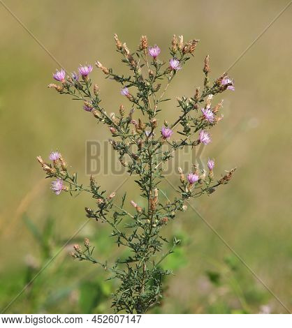 Diffuse Knapweed With Light Purple Flowers, Centaurea Diffusa