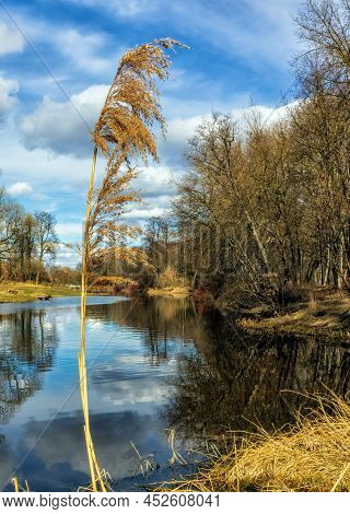 Kamysh - Perennial Aquatic Plants, Near The River Bank With The Sky In The Background