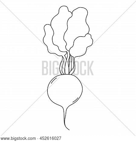 Black And White Vector Illustration Of Radish For Coloring Book. Cartoon Style