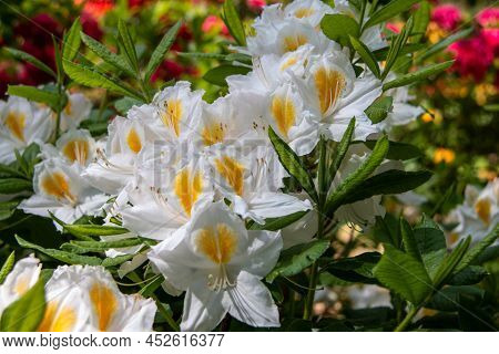 Flowers Of Hybrid Rhododendron Cultivar Juck Brydon Close-up. Evergreen Shrub. Used As An Ornamental
