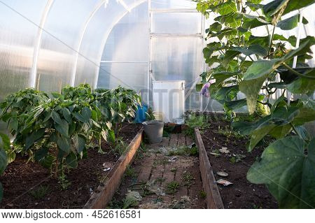 Cucumber Bushes In A Greenhouse Flowering Branches. Growing Vegetables In The Garden. Gardening Farm