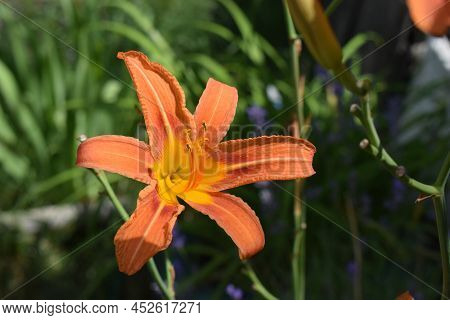 Bright Orange Lily Flowers In The Sunny Garden, Soft Selective Focus. Full Blooming Of Deep Orange A