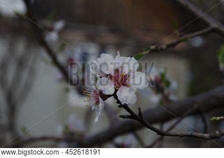 Almond Flowers Prunus Dulcis On A Tree On A Sunny Day In Garden