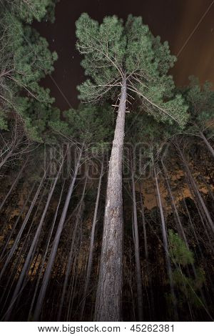 Lesie nocą