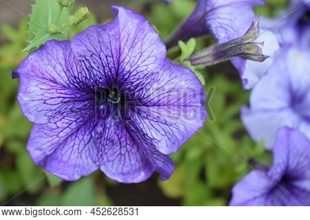 Petunia Large-flowered Limbo Blue Veined. Flower Of A Petunia One-year White And Violet Color In A G