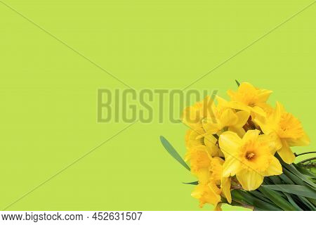 Set Of Beautiful Yellow Daffodils Lie On Green Background. Flat Lay Top View With Copy Space For  Yo