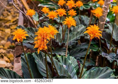 Blooming Flowers Of A Saffron Colored Calathea, Popular Tropical Plant Specie From Bahia Brazil