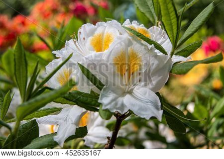 Flowers Of Hybrid Rhododendron Cultivar Juck Brydon Close-up. Evergreen Shrub. Used As An Ornamental