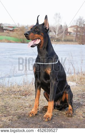 Portrait Of A Magnificent Doberman. Doberman With Cropped Ears. Large Powerful Doberman Male