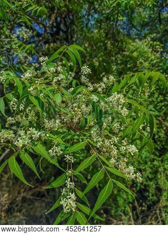 Common Name : Neem, Nim, Azadirachta Indica, Margosa, Limba, Limado, Pakvakrita, Nimbaka,