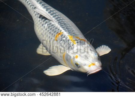 Bright White Koi Fish With Small Flecks Of Orange Under The Water.