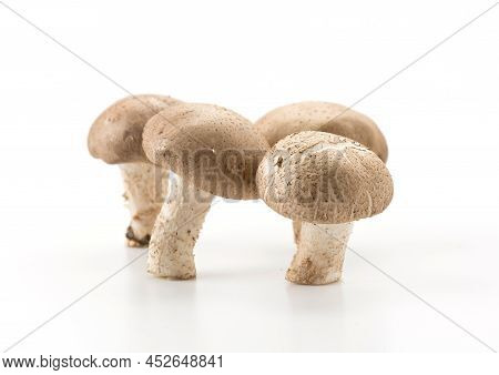 Portrait Of Eringii Mushroom Isolated On White Background