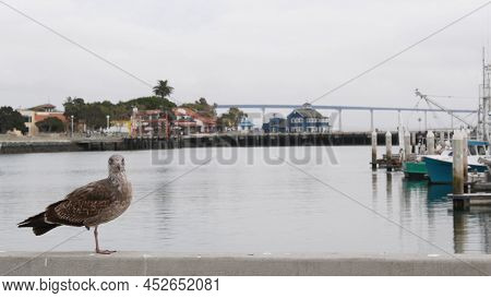 Seaport Village By Ocean Harbor, Downtown Of San Diego, California Coast, Usa. Seagull Bird By Marin