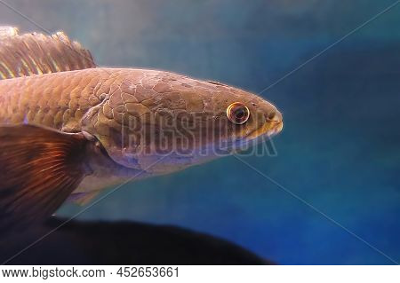 Snakehead Fish .channa Pulchra Is A Species Of Snakehead Fish In The Family Channidae Which Is Nativ