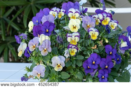 Bed Of African Violet Streptocarpus Ionanthus Flowers Clustered Together In A Pot In A Garden In Atl