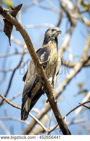 Image Of Oriental Honey Buzzard Bird On A Tree Branch On Nature Background. Hawk. Animals.