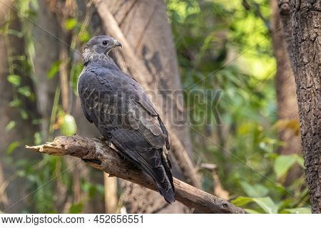 Image Of Oriental Honey Buzzard Bird On A Tree Branch On Nature Background. Hawk. Animals.
