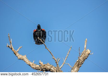 Male Red-winged Blackbird In Alamosa National Wildlife Refuge, Southern Colorado