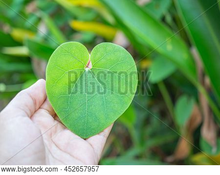 Aristolochia Ringen Leaf On Palm Young Woman While Standing In A Garden. Green Heart-shaped Vine Lea
