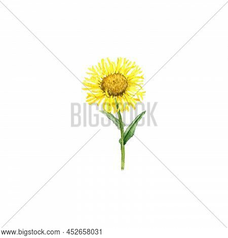Watercolor Drawing Flower Of Willowleaf Yellowhead , Irish Fleabane, Inula Salicina Isolated At Whit