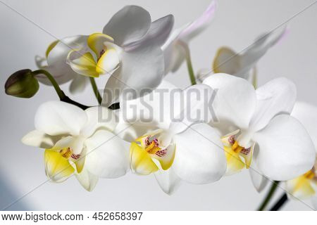 Beautiful White And Yellow Orchid Flowers On The Stem