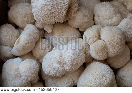 Harvested Fresh Lions Mane Mushrooms Closeup Backdrop Macro