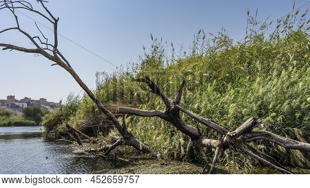 Picturesque dry branches lie by the river bank. A white heron stands at the water\\\'s edge, among the duckweed. On the shore - thickets of green grass. Clear blue sky. Egypt. Nile