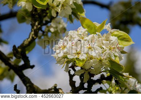 Close-up Of Flowering Pyrus Pyrifolia Branches. Common Names Apple Pear Asian Pear Chinese Pear