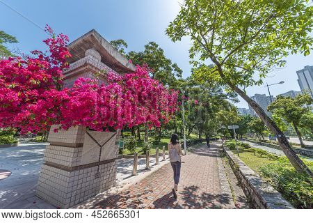 Flower Blossom In Public Park In Hong Kong City