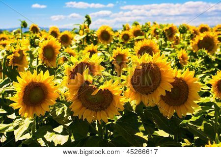 ทานตะวันกับซันไชน์ในแคลิฟอร์เนีย