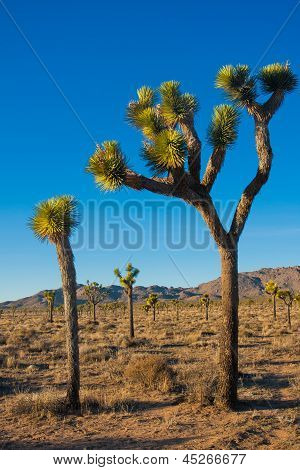 โยชูวาต้นไม้ในอุทยานโจชัวทรี แคลิฟอร์เนีย สหรัฐอเมริกา