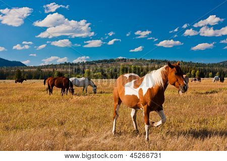 ม้ากับสันติภาพในอุทธยานแห่งชาติ สหรัฐอเมริกา
