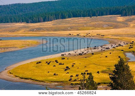 Bisons พาราไดซ์ในอุทธยานแห่งชาติ ไวโอมิง