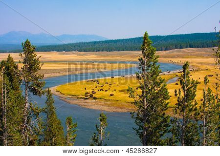 Bisons พาราไดซ์ในอุทธยานแห่งชาติ ไวโอมิง