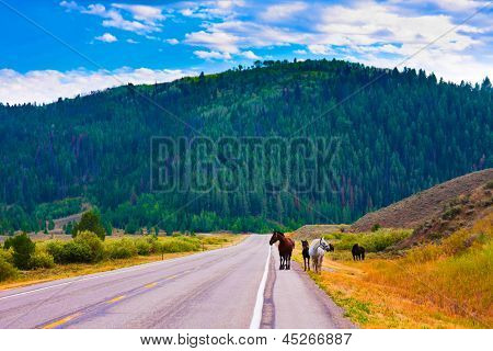 ม้ากับสันติภาพในอุทธยานแห่งชาติ สหรัฐอเมริกา