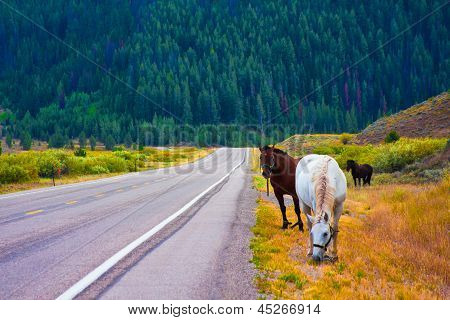 ม้ากับสันติภาพในอุทธยานแห่งชาติ สหรัฐอเมริกา