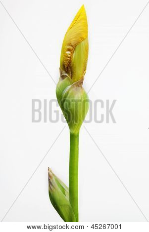 Żółty Iris Bud