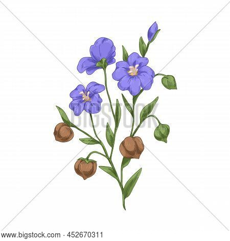 Linum Floral With Flaxseed. Blooming Wild Flax With Seeds And Flowers. Field Herb With Grains. Botan