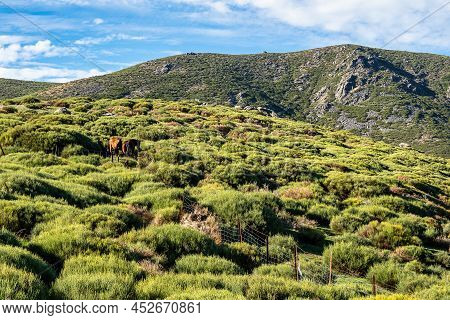 Landscape View With Mountains And Horses In Puerto De Honduras, Extremadura, Spain.